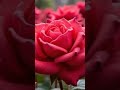 A dancing rose #rose #ambientmusic #nature
