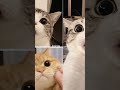 lucu bgt kucingnya kaget 😲 #cat #kucinglucu #fypシ #masukberanda