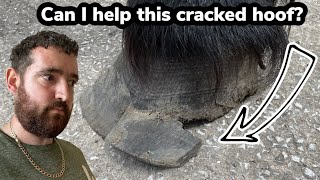 Farrier/Blacksmith Shoeing/Trimming Hoof Split Extremely Satisfying Hoof Restoration