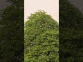 world most popular and relaxing birds sound real nature's captured close your eyes hear sound relax