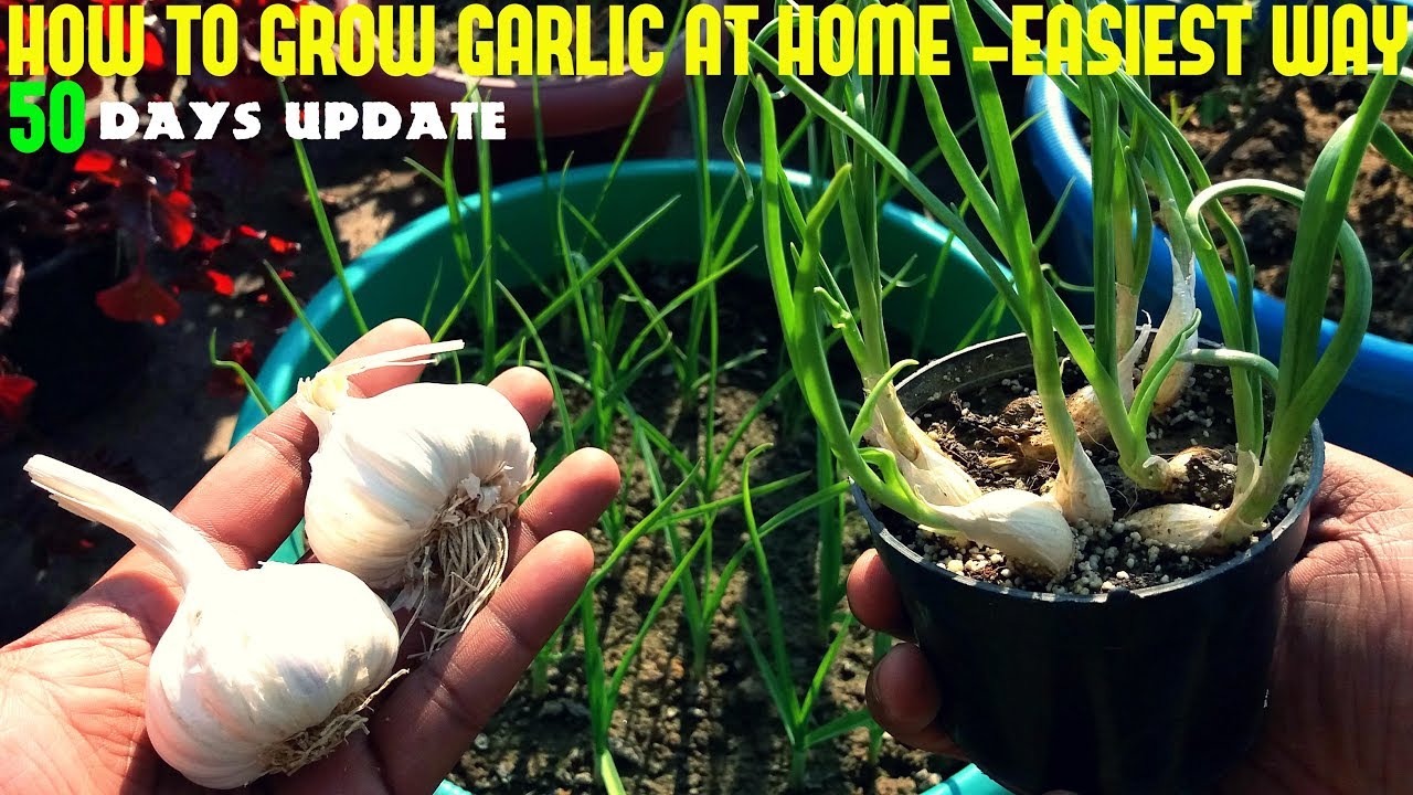 How To Grow Garlic At Home Fast N Easy YouTube