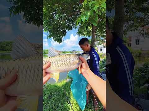 Câu cá trắm cỏ #caođàitổng #fishing #caucathugian