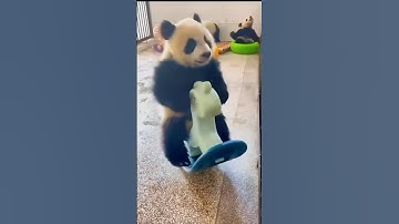 Pandas are the funniest animals in the world 😂