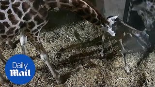 Incredible Moment Male Giraffe Is Born At Safari Park
