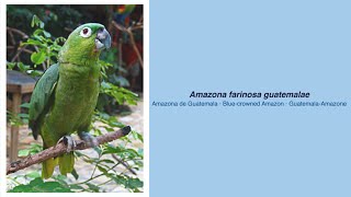 Video Encyclopedia of Parrot Species - #317 Amazona farinosa guatemalae
