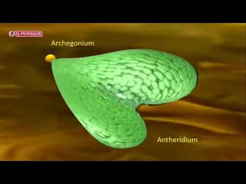 Biology _ 3Sec_ life cycle of a fern plant (Polypodium)