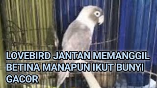 SUARA BURUNG LOVEBIRD || LOVEBIRD JANTAN MEMANGGIL BETINA MANAPUN IKUT BUNYI GACOR 