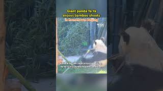 giant Panda Ya Ya Enjoys Bamboo Shoots In Hometown Beijing