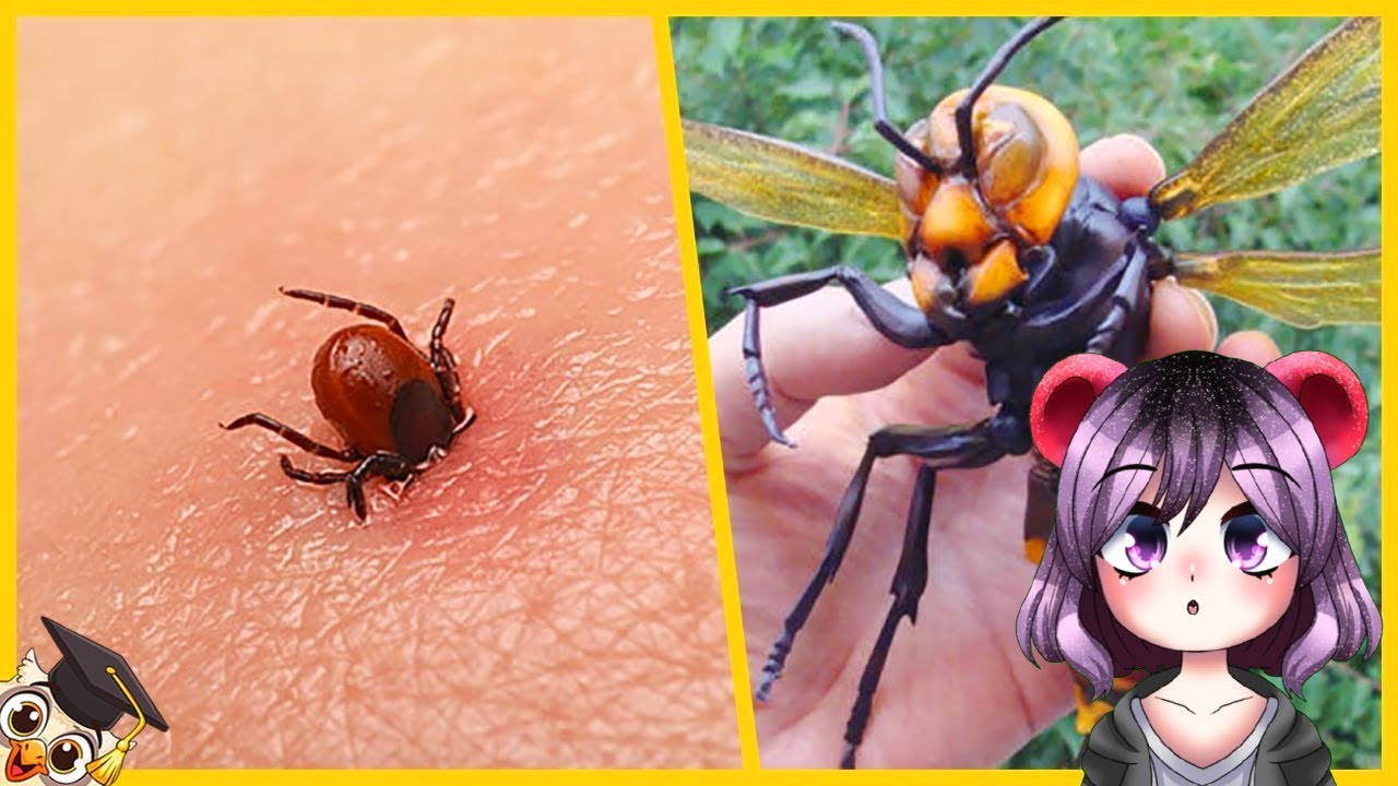 Los 10 Insectos más Peligrosos del Mundo | RomisGomis REACCIONA a BÚHO SABIO