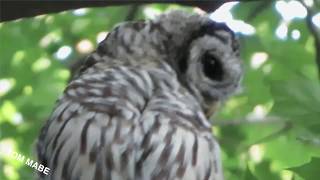Catching Owls