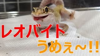 レオパに人工フード「レオバイト」を与えてみた！