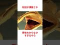 ペラッペラな深海魚「フクロウナギ」 #生き物 #2ch #動物 #2ch面白いスレ