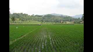 EKOSISTEM SAWAH