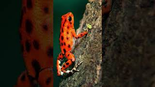 Poison Dart Frog - NO 9 animallover nature animales   dengerous  jungle  animals  frog