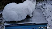 ЛПХ Светлодарское