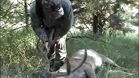 2011 Washington Archery Mule Deer