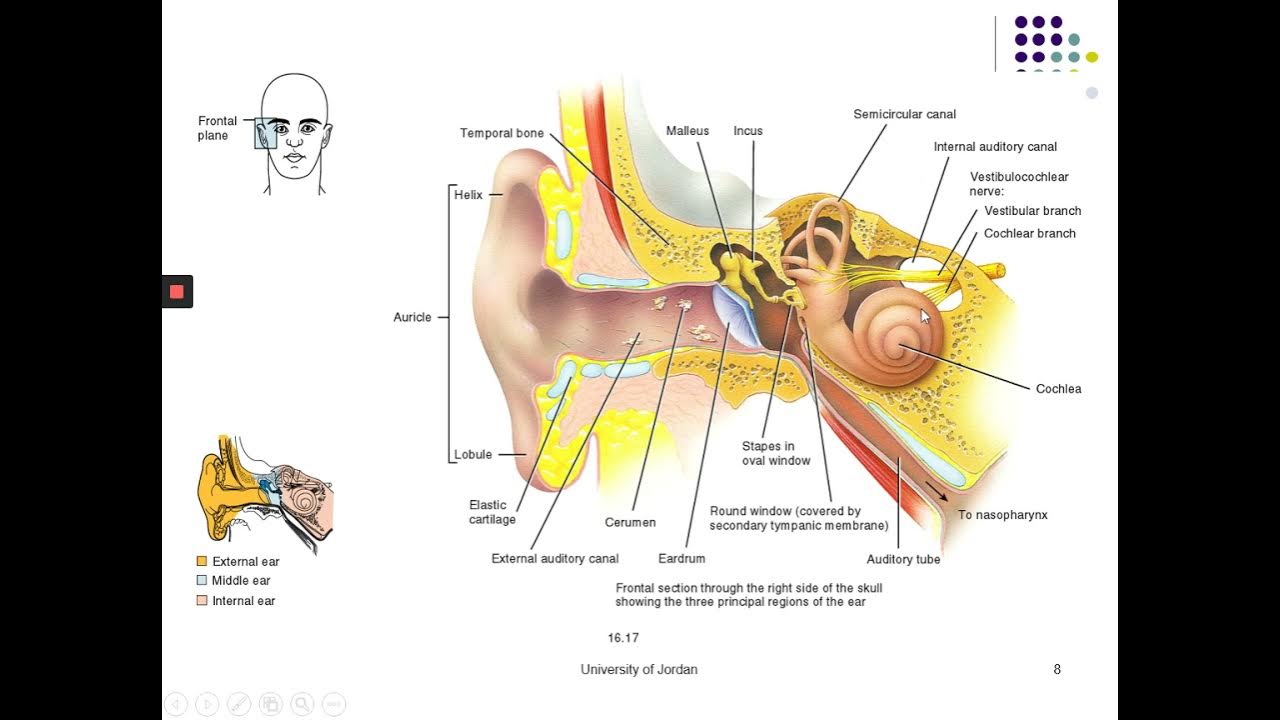 В каком органе слуха размещаются слуховые косточки