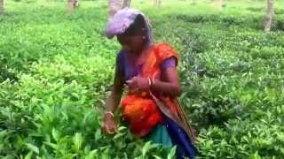 Natural Beautiful Tea Garden Video Of Sylhet Bangladesh