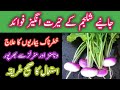 Health benefits of Turnip |Shalgam/Shaljam ke Fayde in Urdu/Hindi|SMW HEALTH CARE CHANNEL.