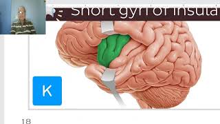 Anatomy of CNS Module in Arabic 2024 ( Insula and orbital surface), by Dr. Wahdan.