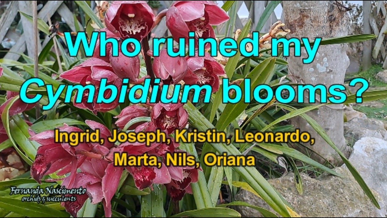 Как #Катастрофа повлияла на цветение моих цимбидиумов 🌂💧🥶 Автоматические субтитлы и озвучка