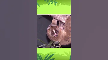 Sunda Slow Loris - Leo The Wildlife Ranger | #shorts