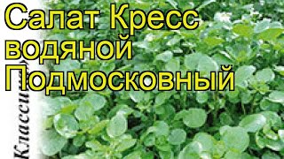 Салат кресс водяной Подмосковный. Краткий обзор, описание характеристик lepidium sativum Салат кресс водяной Подмосковный. Краткий обзор, описание характеристик lepidium sativum