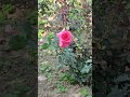 #rose #roselove #rosefragnance #rosebeauty #amritudhyan #ratrapatibhawanamritudhyan