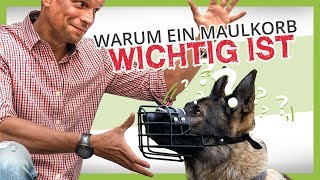 Warum ein Maulkorb wichtig ist und wie Du deinen Hund daran gewöhnst