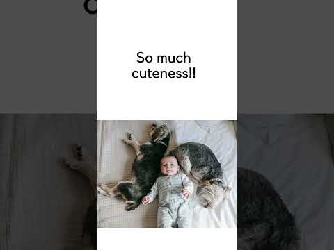 What’s cuter than a dog dressed in a tuxedo? #shortvideo #viralvideo #shortsviral #shorts  #dog