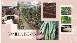Celebrity Vanilla Beans? How they Grow? Harvest? Profile