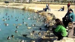 Pamukkale ördek sesleri #poyracık