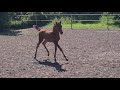 Colt by Morion