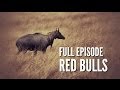 South Texas Nilgai Hunting - "Red Bulls"