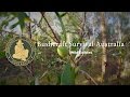 Bushcraft Survival Australia  - Wild Edibles