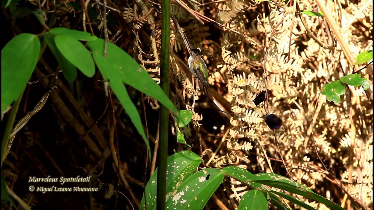 Marvelous Spatuletail - Huembo, Northern Peru. 
