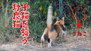 【子猫を襲う野良猫】三毛猫