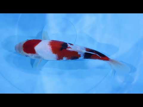 GK-3465 - Showa - Dainichi