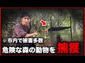 【狩猟】「怖すぎる…」裏山に潜む凶暴な動物を捕獲！/27歳の山奥移住生活【#120】