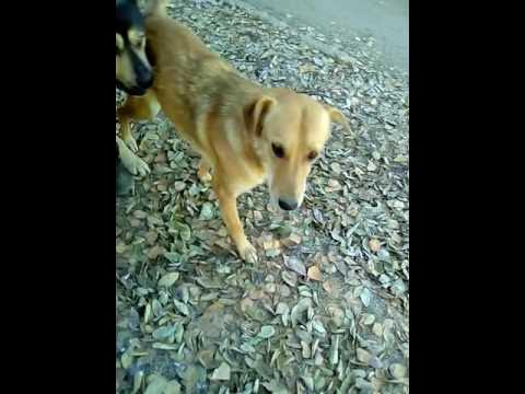 Собачий секс - YouTube