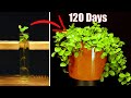 Growing peperomia from cuttings - 120 days time lapse #greentimelapse #gtl #timelapse