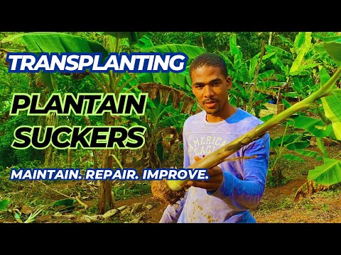 Plant A Tree 👨🏾‍🌾