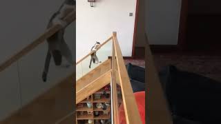 Parkour Cats: Stairs, Boxes, and Pure Chaos