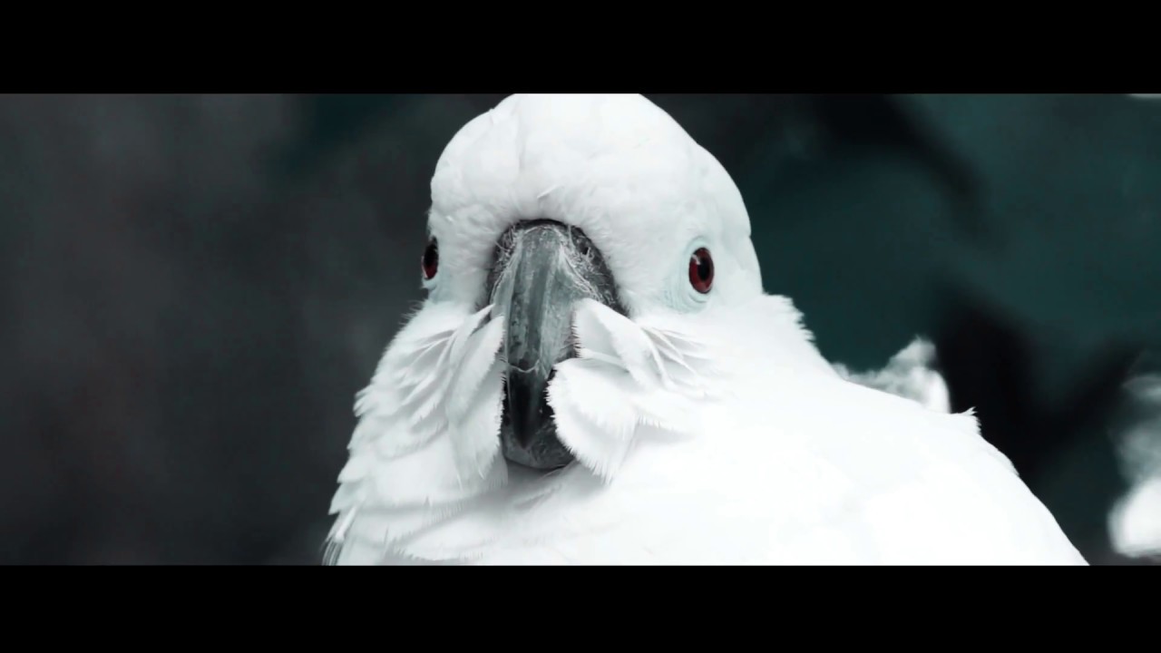 1 minute of nature | vegas pro 13