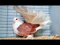 Fancy pigeons  pigeon fanciers society of nsw  eastern classic show 2022