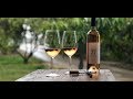 Ptora winery  vineyard cantina 27 rose
