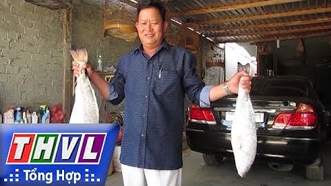 THVL | Người đưa tin 24G: Người dân Nha Trang câu được cá sủ vàng bạc tỉ