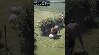Savanna King Invades Sheep Farm 🦁⚡