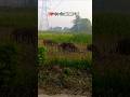 (❤️गांव और Nature🌴)#song #farming #khetibadi #dailyshorts#viralshorts