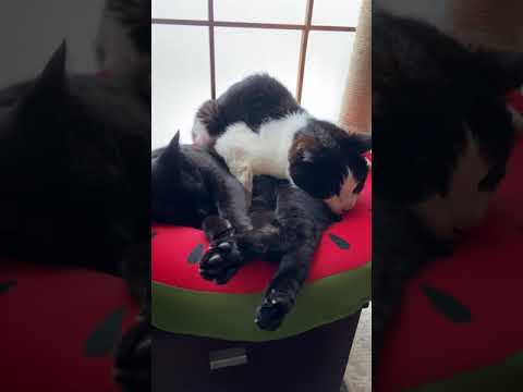 合体猫 - Cat’s cuddling - #Shorts